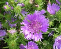 stokesia laevis 6-11b.jpg